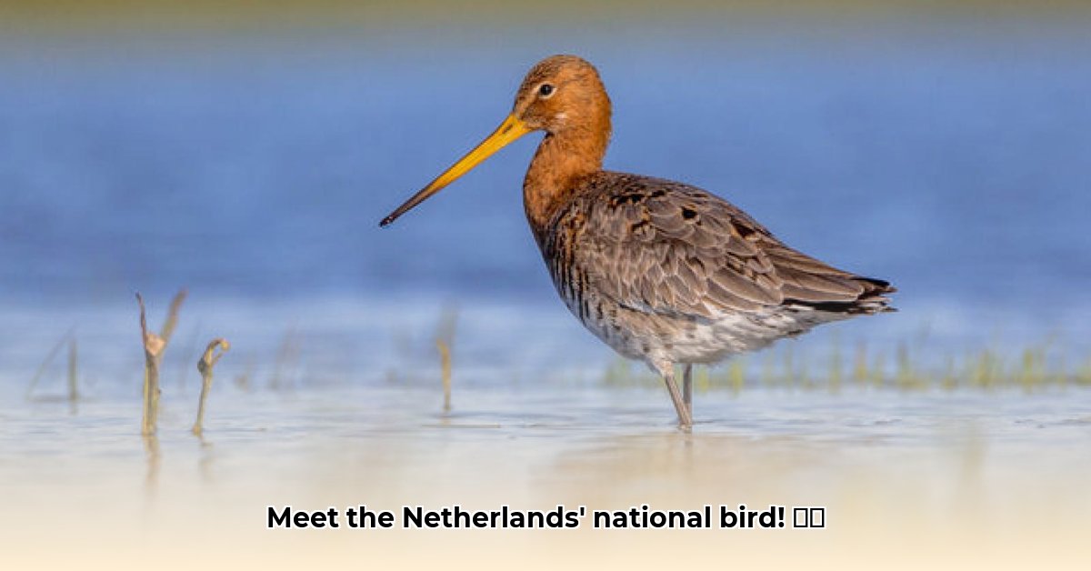 nationale-vogel-nederland